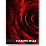Beileidskarte "rote Rosenblüte"
