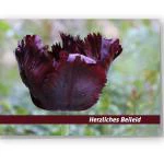 Beileidskarte "Tulpe"