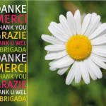 Postkarte "Danke Margerite"